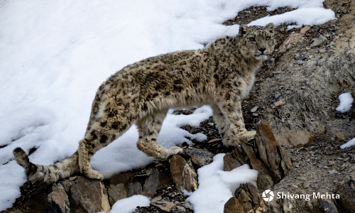 Snow Leopard